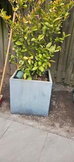 3 plantenbakken 60 x 60 x 60, Tuin en Terras, Bloembakken en Plantenbakken, Ophalen, Zo goed als nieuw, Vierkant, Minder dan 60 cm