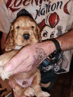Engelse cocker spaniel pup., Reu, CDV (hondenziekte), 8 tot 15 weken, Eén hond