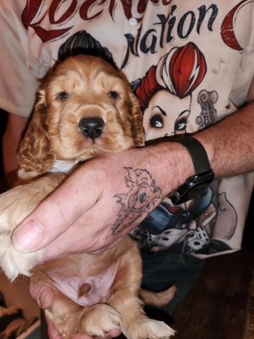 Engelse cocker spaniel pup., Dieren en Toebehoren, Honden | Retrievers, Spaniëls en Waterhonden, Reu, Spaniël, Particulier, Eén hond