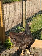 Dubbelgezoomde goudbruine Barnevelders., Dieren en Toebehoren, Pluimvee, Vrouwelijk, Kip