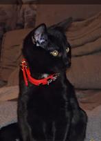 Zwart kitten Moeder Siamese., Poes