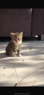 Britse kort haar, Dieren en Toebehoren, Katten en Kittens | Overige Katten, Poes