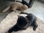 Brits korthaar kittens laatste 2, Dieren en Toebehoren, Katten en Kittens | Raskatten | Korthaar, Poes, Ontwormd