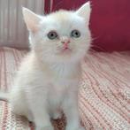 Ragdoll kittens, Dieren en Toebehoren, Katten en Kittens | Raskatten | Korthaar