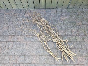 Decoratietakken - Takken kronkelhazelaar / krulhazelaar beschikbaar voor biedingen