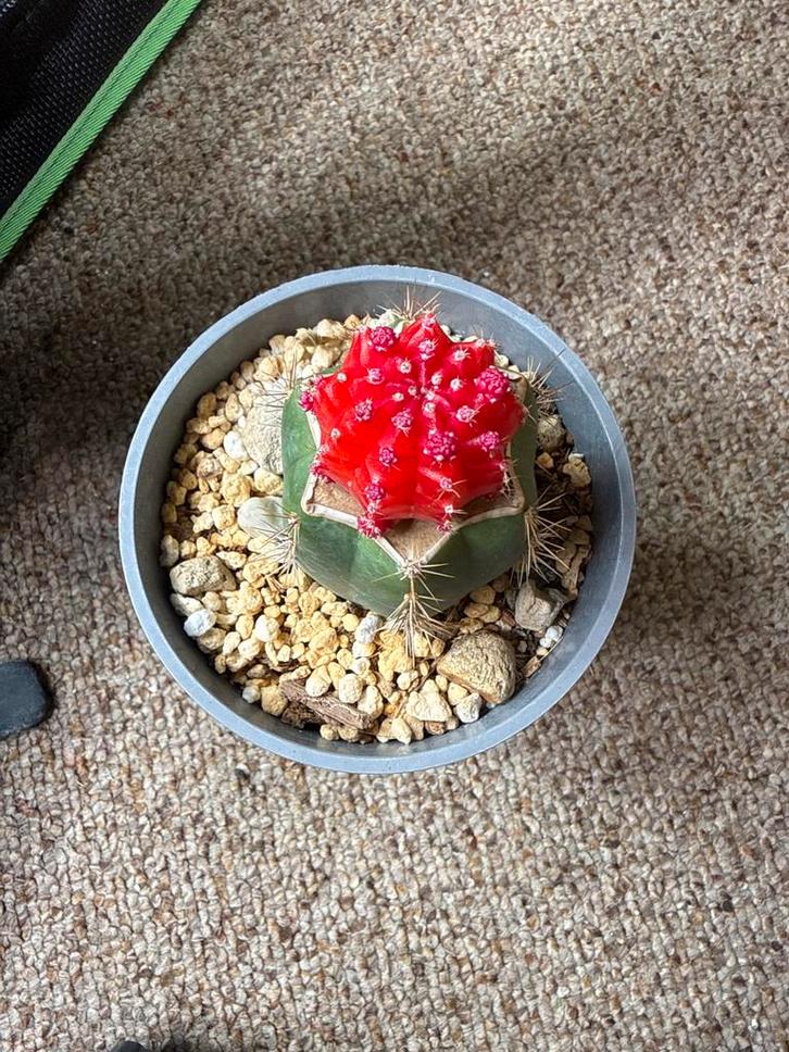 Leuke cactus met rode top in grijze pot, Tuin en Terras, Bloempotten, Zo goed als nieuw, Overige materialen, Binnen, Minder dan 40 cm
