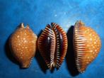 Schelpen: Cypraea guttata surinensis bengalensis gem 40-50mm, Verzenden, Schelp(en)