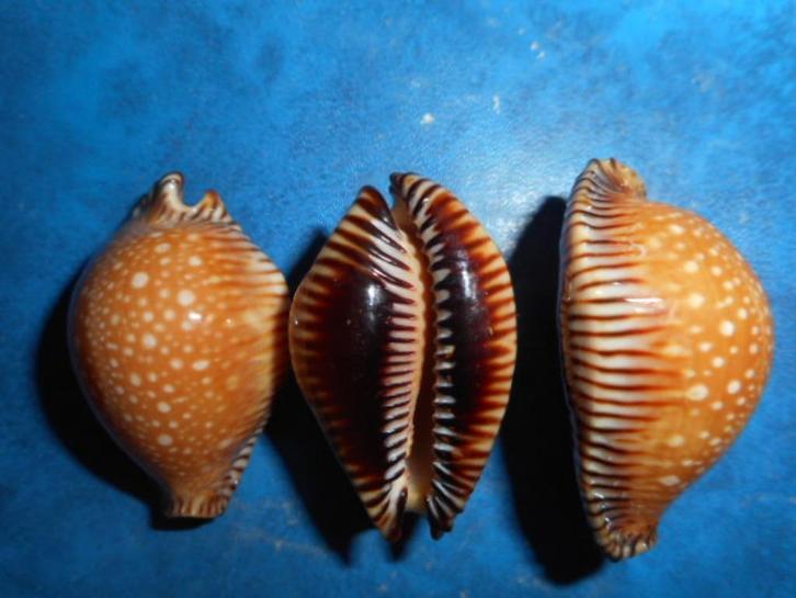 Schelpen: Cypraea guttata surinensis bengalensis gem 40-50mm, Verzamelen, Mineralen en Fossielen, Schelp(en), Verzenden
