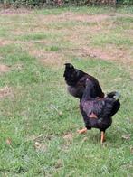 Barnevelder hanen dubbelgoud gezoomd grootras, Dieren en Toebehoren, Pluimvee, Mannelijk, Kip