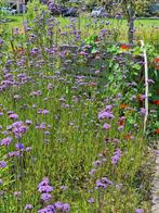 IJzerhard, Tuin en Terras, Planten | Tuinplanten, Volle zon, Vaste plant, Zomer, Ophalen