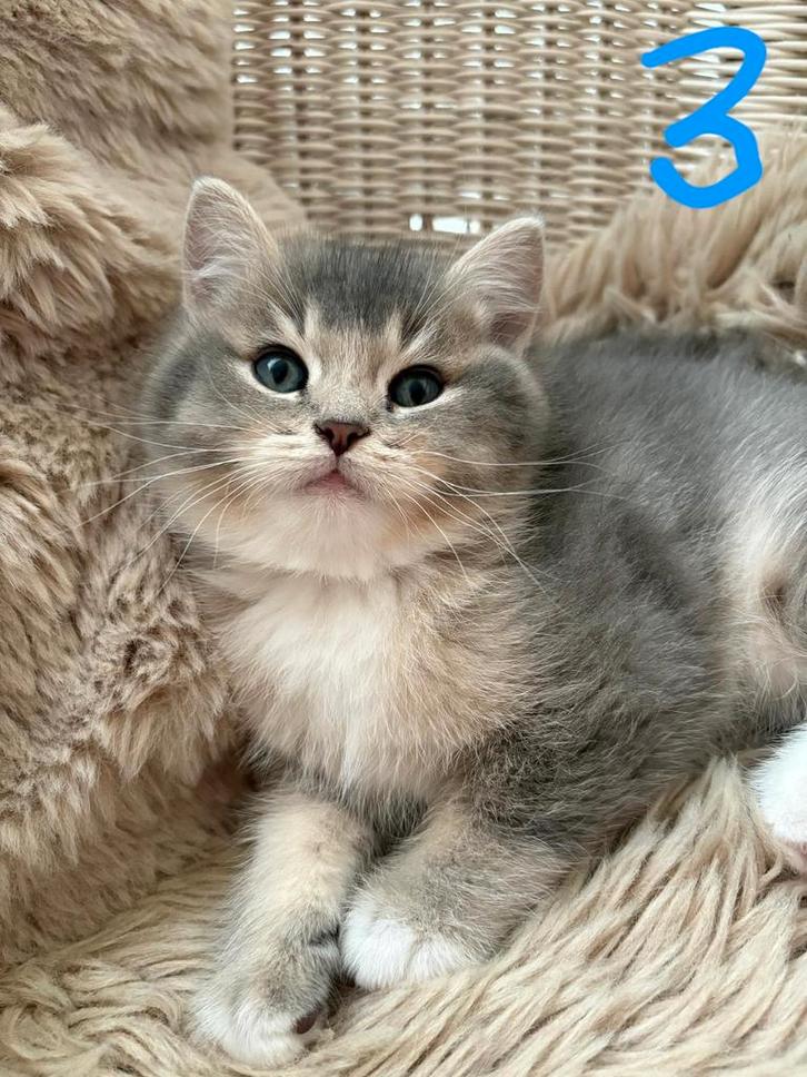 Lieve Britse korthaar/ragdoll kittens️, Dieren en Toebehoren, Katten en Kittens | Raskatten | Langhaar, Meerdere dieren, Gechipt