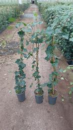 Hedera 3 maten 100 +150+ en het neusje van de zalm 225+, Tuin en Terras, Planten | Tuinplanten, Ophalen, Vaste plant, Bloeit niet