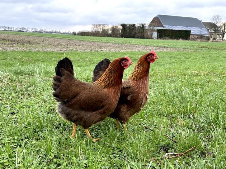 Jonge tamme Welsumer kippen gesekst en ingeënt, Dieren en Toebehoren, Pluimvee, Kip, Vrouwelijk