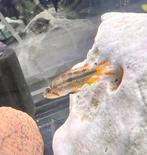 Dwerg cichlide vrouw Apistogramma cacatuoides, Dieren en Toebehoren, Vissen | Aquariumvissen, Vis