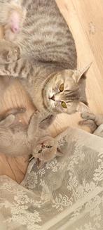 2 Britse Korthaar kittens, Dieren en Toebehoren, Katten en Kittens | Raskatten | Korthaar, Kater, Ontwormd, 0 tot 2 jaar