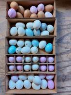 Set van 55 uitgeblazen kippenei eieren diy hobby, Ophalen