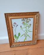 Vintage Print in Antieke Lijst, Ophalen of Verzenden