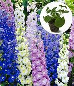 De Delphinium 'Magic Fountains in 2 literpot., Volle zon, Vaste plant, Zomer, Ophalen
