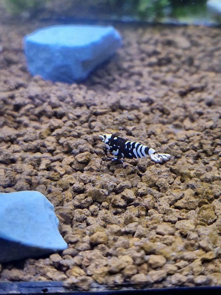 Black fancy tiger, Dieren en Toebehoren, Vissen | Aquariumvissen, Kreeft, Krab of Garnaal