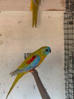 Turqousine Parkiet, Dieren en Toebehoren, Mannelijk, Parkiet