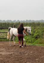 Dressuurmatig grondwerk instructie en training, Diensten en Vakmensen, Dieren | Paarden | Verzorging, Oppas en Les, Paardrijles of Ponykampen