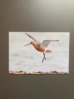 Ansichtkaart Grutto met Nederlandse Postzegel postfris, Postzegels en Munten, Ophalen of Verzenden, Postfris, Dier of Natuur