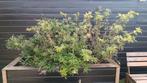 3 vlinderstruiken paars/wit/multicolor, Ophalen, Zomer, Vaste plant, Overige soorten