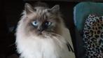 Main Coon en Ragdoll, Kater, Gechipt, 0 tot 2 jaar
