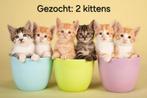 Gezocht: 2 kittens (goed lezen graag)