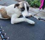 Prachtige lieve Zarah is 8 maanden jong, Dieren en Toebehoren, Honden | Niet-rashonden, Particulier, Rabiës (hondsdolheid), 15 weken tot 1 jaar