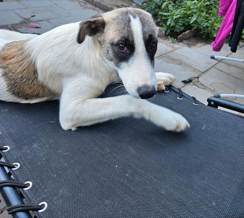 Prachtige lieve Zarah is 8 maanden jong, Dieren en Toebehoren, Honden | Niet-rashonden, Middel, Teef, Particulier, Eén hond, Buitenland