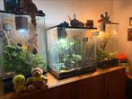3 mooie terrariums, Dieren en Toebehoren, Ophalen, Zo goed als nieuw, Terrarium of Paludarium