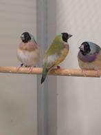 Gouldamadines poppen, Vrouwelijk, Tropenvogel, Geringd