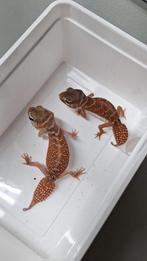 Diverse slangen, hagedissen etc., Overige soorten, Met terrarium, 0 tot 2 jaar