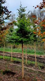 Fagus Sylvatica groene beuk 🌳 ❗️ hoogtstam❗️, Tuin en Terras, Planten | Bomen, Ophalen, Volle zon, Overige soorten