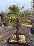 Grote Trachycarpus palm, winterhard, 210 cm, Bloeit niet, 100 tot 250 cm, Palmboom, Ophalen