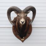 Grote opgezette KOP MOEFLON RAM op  houten schild (ref. D), Ophalen, Gebruikt, Wild dier, Opgezet dier