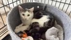 Ter Adoptie: Ukkie, Dieren en Toebehoren, Kater