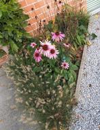Echinacea 'rood' 6 planten, Ophalen, Overige soorten, Volle zon