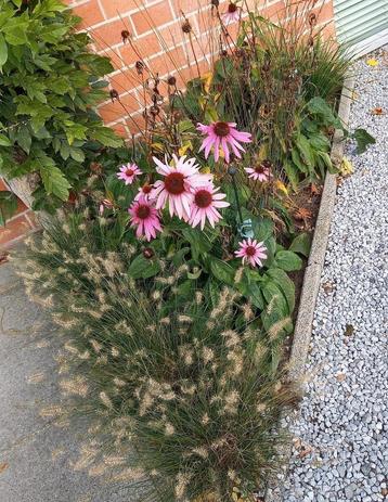 Echinacea 'rood' 6 planten beschikbaar voor biedingen