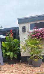 CANNA knollen oranje, Tuin en Terras, Bloembollen en Zaden, Ophalen of Verzenden, Volle zon, Knol