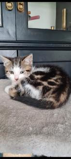 Britse Korthaar x Europese korthaar kittens, Dieren en Toebehoren, Katten en Kittens | Raskatten | Korthaar, Meerdere dieren, Ontwormd