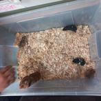 GoudHamsters, Dieren en Toebehoren, Hamster, Meerdere dieren, Tam, September