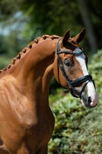 Veelbelovende jonge KWPN-ruin met toekomst in de sport, B, Gechipt, Ruin, Dressuurpaard