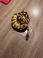 1.0 Konings python, Dieren en Toebehoren, Reptielen en Amfibieën, Slang, 3 tot 6 jaar