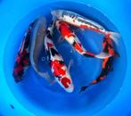Jumbo Nisai 45 tot 55 cm en heel veel Nisai van Marusei, Karper of Koi