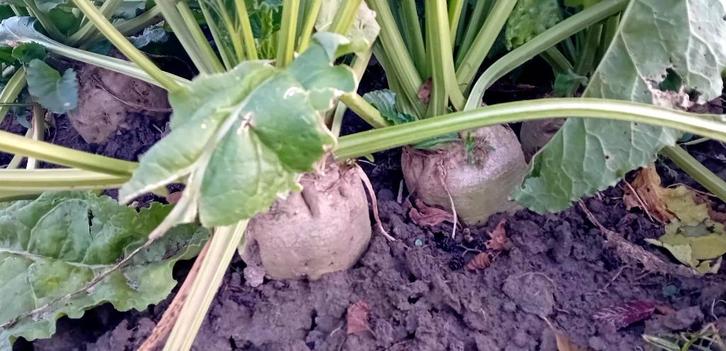 Onbespoten Suikerbieten, Dieren en Toebehoren, Knaagdieren en Konijnen | Toebehoren, Nieuw, Overige typen, Ophalen