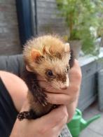 Frettenpups, Dieren en Toebehoren, Overige Dieren, Mei, Meerdere dieren