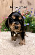 engelse cocker spaniel, Dieren en Toebehoren, 8 tot 15 weken, Meerdere, Meerdere dieren, Spaniël