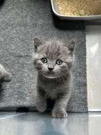 Prachtige Raszuivere Britse Korthaar Kittens, Ontwormd
